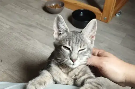 Animaux trouvés Lorris, photo: Chaton câlin trouvé à Lorris, Blvd Cléophas Renard
