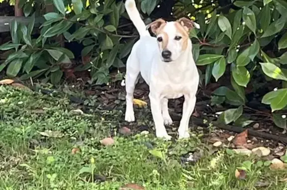 Jack Russel blanc/marron trouvé à Chassieu - photo