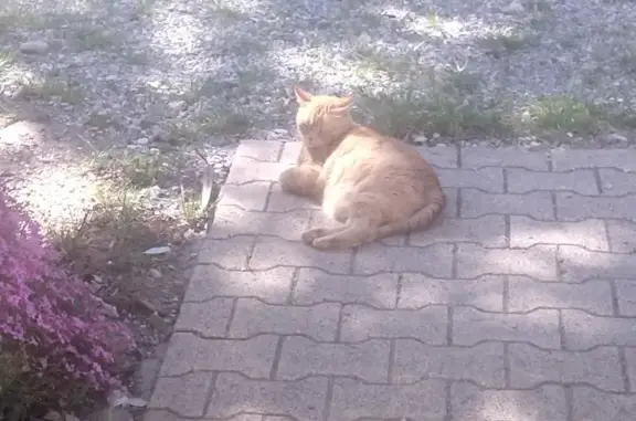 Chat roux mâle perdu à Salignac - photo