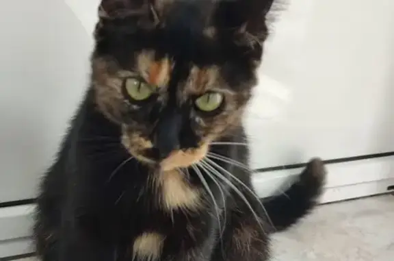 Chat trouvé Mimizan, photo: Chatte tricolore trouvée à Mimizan