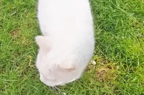 Chat perdu, , photo: Chat blanc castré disparu à Bleury