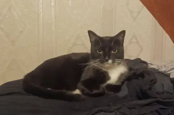 Chat perdu, Échirolles, photo: Chatte noire et blanche disparue à Échirolles