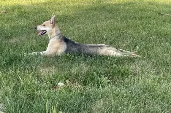 Found Friendly Tan Shepherd on Castleton St.