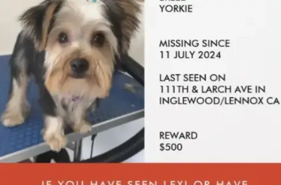 Missing Dog Lexi! Help Find Her - Lennox