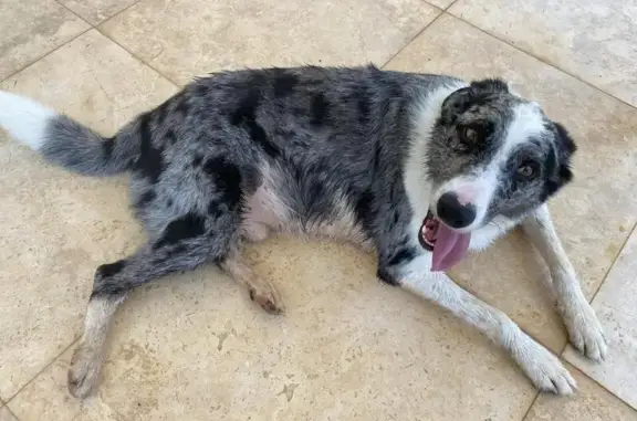 Chien trouvé au chemin de Peyrebelle, Valbonne - photo