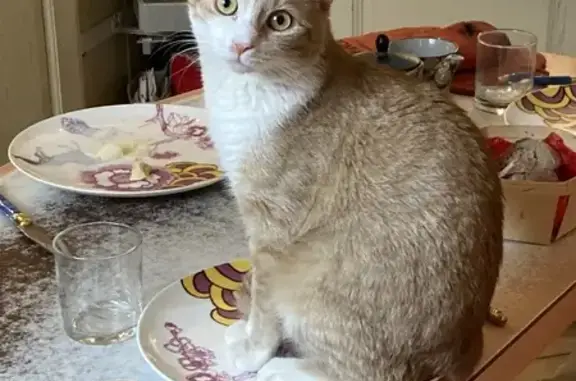 Animaux perdus Saint-Trojan-les-Bains, photo: Chat perdu : Horus, 1 an, roux et blanc