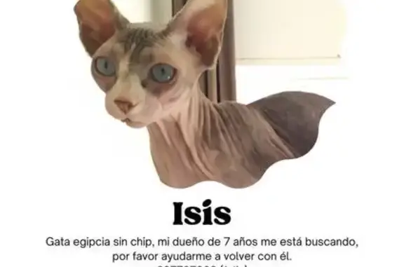 ¡Ayuda! Gato Isis perdido en Tetuán, Madrid