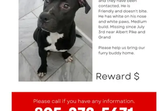 Lost Black Pit Bull 'Oreo' - Fort Smith Area