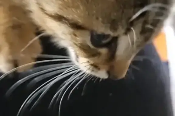 Chaton tigré trouvé au Viaduc des Ponts Neufs - photo