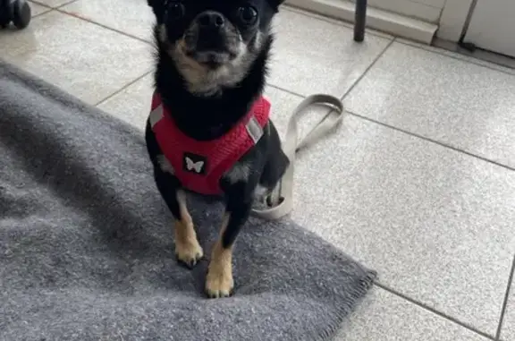 Chihuahua femelle noire trouvée à Wimereux - photo