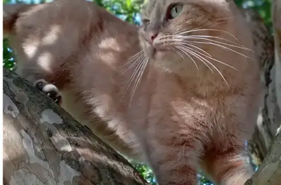 Animaux perdus Nouvelle-Aquitaine, photo: Chat roux Antonio disparu à Tarnos