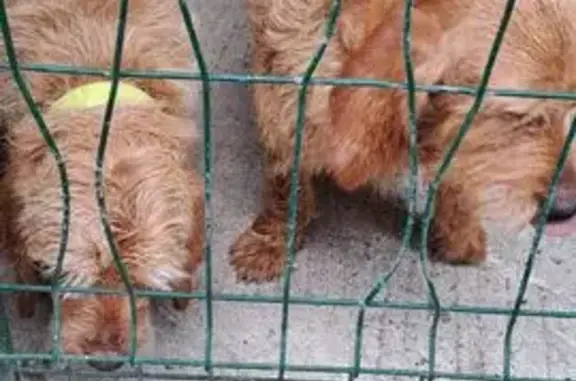 Deux Griffons Fauve de Bretagne Trouvés - photo