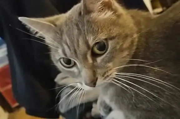 Chat perdu, Gétigné, photo: Chatte grise Grisou disparue à Gétigné