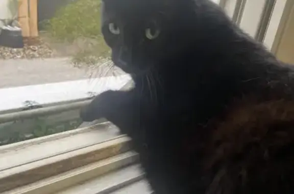 Lost Black Shorthair Cat Named Rocky - Help!