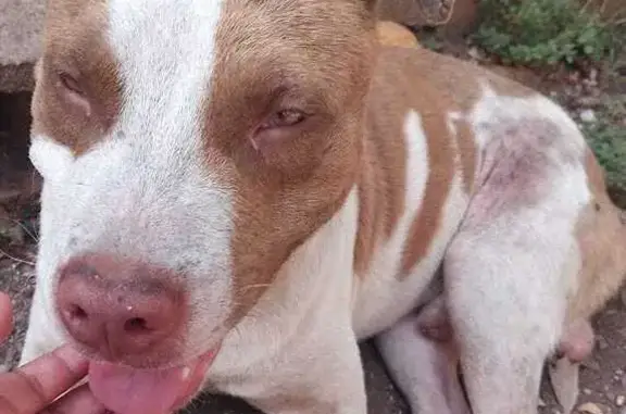 ¡Ayuda! Perro Pitbull Marrón Perdido en Mérida