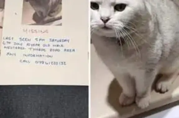 Missing 10-Year-Old British Shorthair Cat