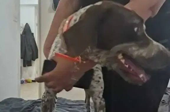 Chien trouvé Le Cheylard, photo: Chien maigre trouvé avec colliers, Le Cheylard