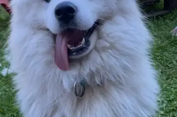 Chien perdu , photo : Chien Samoyède blanc perdu à Porcieu-Amblagnieu