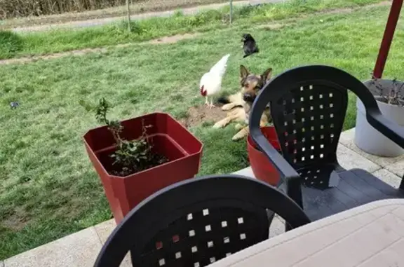 Chien perdu , photo : Berger allemand Pepito perdu à Chatelus