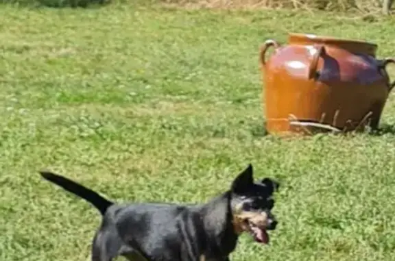 Chien perdu , photo : Chien perdu : Pinscher nain femelle à Chatelus