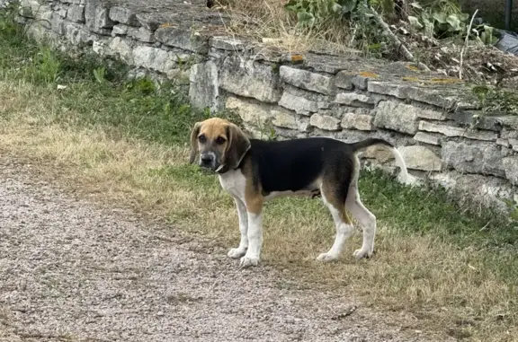 Chiot trouvé Place du 8 Mai à Beauregard-Vendon - photo