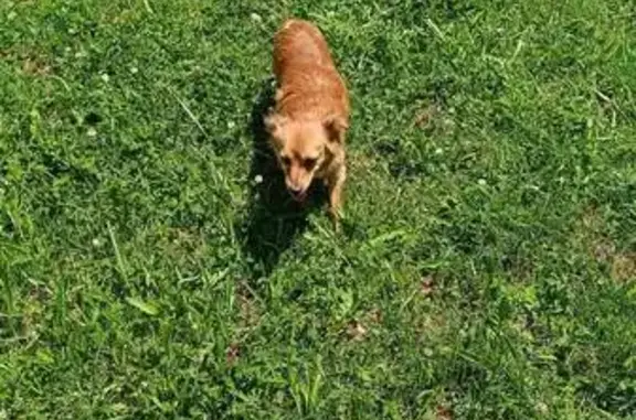 Chienne fauve trouvée à Lédergues - photo