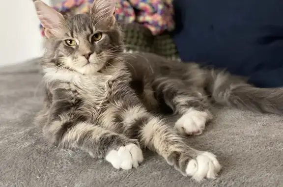 Chat perdu, , photo: Chat Maine Coon gris-blanc perdu à Vertou