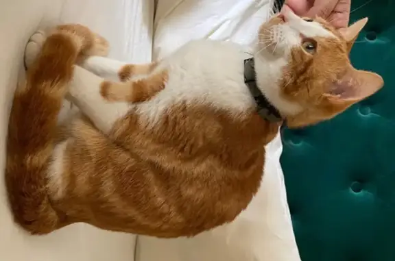 Animaux perdus Chelles, photo: Chat roux et blanc perdu à Chelles
