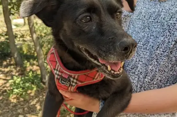 Chien trouvé Fille (ff515716) - photo