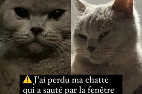 Chat perdu, Lyon, photo: Chatte British Shorthair perdue à Lyon