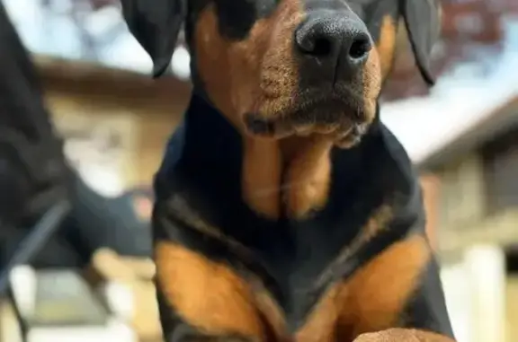 Chien perdu Buchères, photo : Chienne perdue noir et feu, 26 kg, Buchères