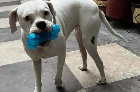 ¡Perro Perdido! Boxer Blanca con Manchas Negras