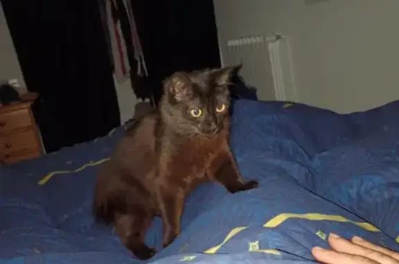 Chat perdu, Saint-Nazaire, photo: Chatte noire disparue, rue Philibert Delorme