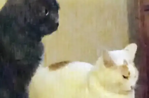 Tomy, chat roux et blanc perdu à Bessé-sur-Braye - photo