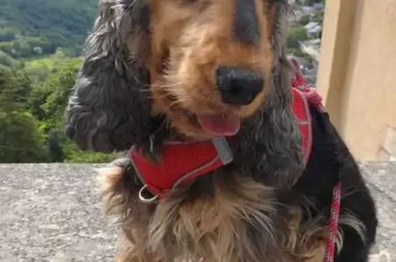 Chien perdu , photo : Chien perdu : cocker femelle, 4 ans, collier rouge
