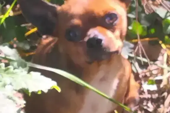 Chien trouvé à Goureau, Massugas, 22 - photo