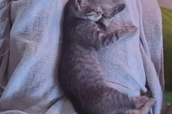Chaton gris trouvé à Escalquens - photo