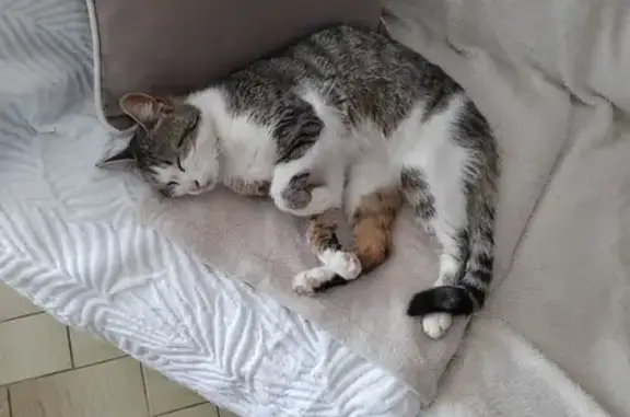 Jeune chatte tigrée trouvée à Saint-Nicolas - photo