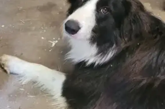 Border collie trouvé à Espelette, très gentil - photo