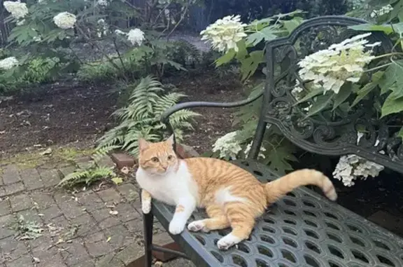 Missing Friendly Cat, Oscar - Transit St, 95