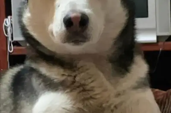 Perro Husky Perdido en Tláhuac: Ayuda Urgente