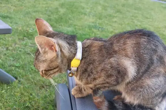 Chat tigré trouvé amaigri à Laval - photo