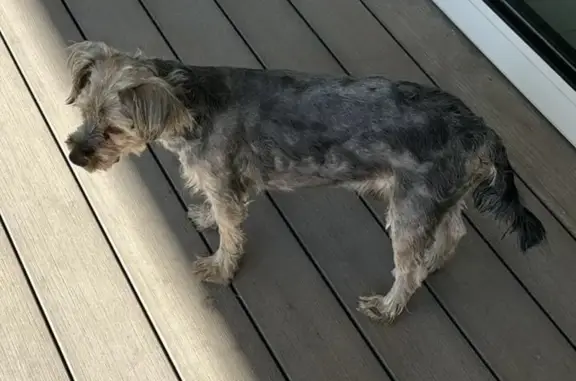 Chien perdu Grabels, photo : Chien mignon disparu à Grabels, Plan de Maule
