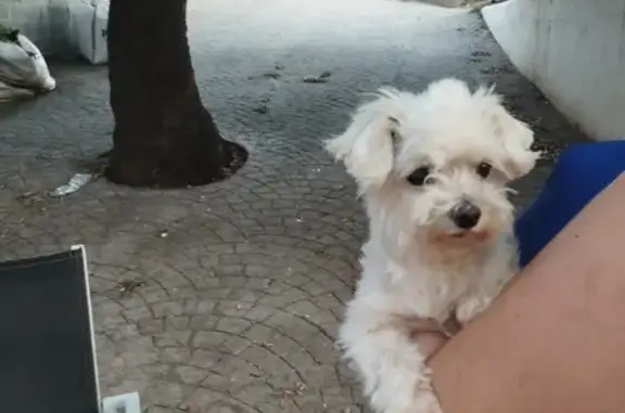 ¡Encontrada! Bichón Maltés Hembra en Vilanova