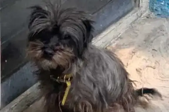 Perro Perdido: Affenpinscher Negro-Gris Café, CDMX