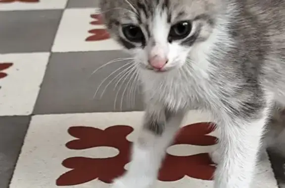 Chat trouvé , photo: Chaton trouvé sous voiture à Beffes