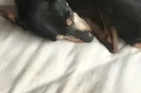 Pinscher noir trouvé à Pessac, collier gris - photo