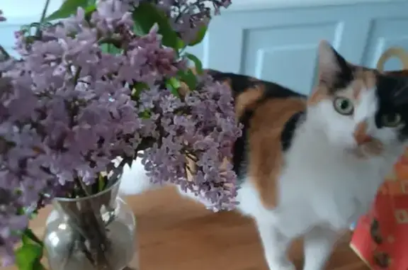Animaux perdus Neuilly-le-Réal, photo: Chatte blanche tachetée perdue à Neuilly-le-Réal