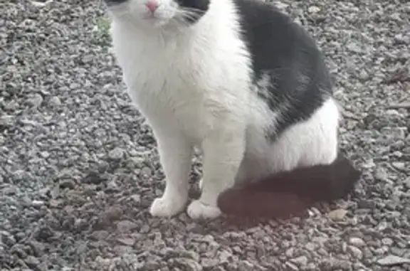 Animaux trouvés Giromagny, photo: Chat noir et blanc blessé trouvé à Giromagny