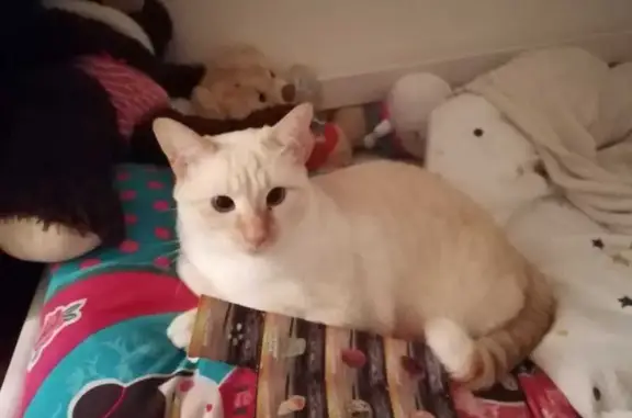 Animaux perdus Anglet, photo: Chatte disparue : Fifille, 2 ans, Anglet